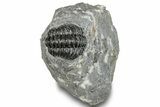 Phacopid (Adrisiops) Trilobite - Jbel Oudriss, Morocco #251628-2